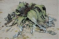 TopRq.com search results: weird plants around the world