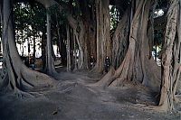 Fauna & Flora: weird plants around the world