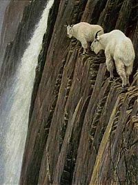 Fauna & Flora: mountain goats, 5000m above sea level