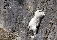 Fauna & Flora: mountain goats, 5000m above sea level