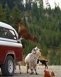 Fauna & Flora: mountain goats, 5000m above sea level