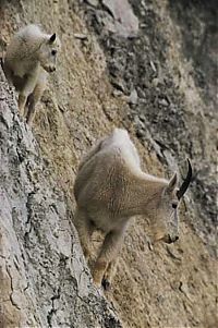 Fauna & Flora: mountain goats, 5000m above sea level