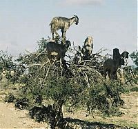 Fauna & Flora: mountain goats, 5000m above sea level