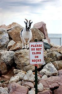 Fauna & Flora: mountain goats, 5000m above sea level