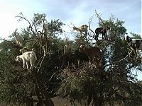 Fauna & Flora: mountain goats, 5000m above sea level