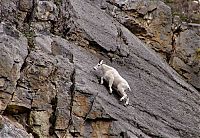 Fauna & Flora: mountain goats, 5000m above sea level