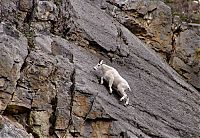 Fauna & Flora: mountain goats, 5000m above sea level