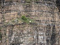 Fauna & Flora: mountain goats, 5000m above sea level