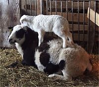 Fauna & Flora: mountain goats, 5000m above sea level