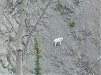 Fauna & Flora: mountain goats, 5000m above sea level