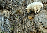 Fauna & Flora: mountain goats, 5000m above sea level