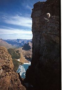 Fauna & Flora: mountain goats, 5000m above sea level