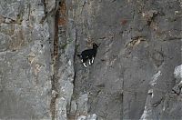 Fauna & Flora: mountain goats, 5000m above sea level