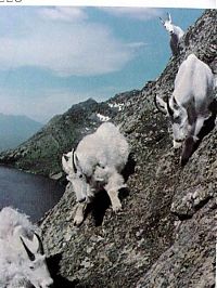 Fauna & Flora: mountain goats, 5000m above sea level