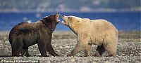 Fauna & Flora: bear dance
