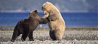 Fauna & Flora: bear dance