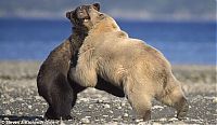 Fauna & Flora: bear dance