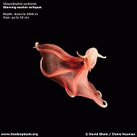 Fauna & Flora: deep ocean animal