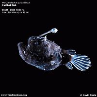 Fauna & Flora: deep ocean animal