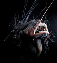 Fauna & Flora: deep ocean animal