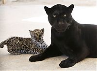 Fauna & Flora: little jaguar with mom
