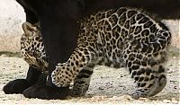 Fauna & Flora: little jaguar with mom