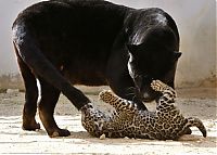 Fauna & Flora: little jaguar with mom