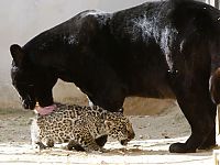 Fauna & Flora: little jaguar with mom