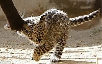 Fauna & Flora: little jaguar with mom
