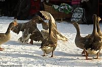 Fauna & Flora: Traditional geese fighting