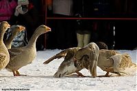Fauna & Flora: Traditional geese fighting
