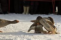 Fauna & Flora: Traditional geese fighting