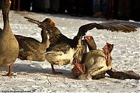 Fauna & Flora: Traditional geese fighting