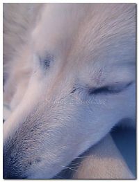 Fauna & Flora: dog