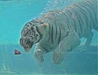 Fauna & Flora: bengal tiger