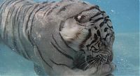 TopRq.com search results: bengal tiger