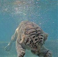 TopRq.com search results: bengal tiger