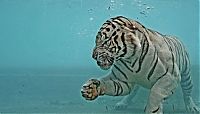 Fauna & Flora: bengal tiger