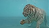 TopRq.com search results: bengal tiger