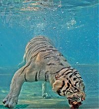 TopRq.com search results: bengal tiger