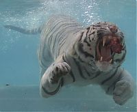 TopRq.com search results: bengal tiger