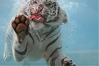 TopRq.com search results: bengal tiger