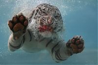 TopRq.com search results: bengal tiger