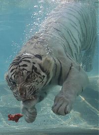 TopRq.com search results: bengal tiger
