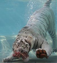 TopRq.com search results: bengal tiger