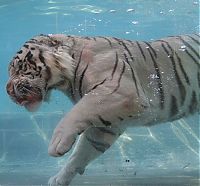 TopRq.com search results: bengal tiger