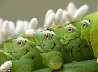 Fauna & Flora: giant hornworm caterpillar