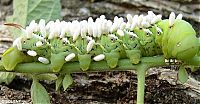Fauna & Flora: giant hornworm caterpillar