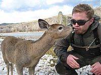 Fauna & Flora: young deer