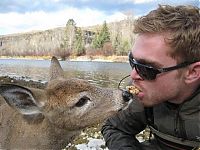 Fauna & Flora: young deer